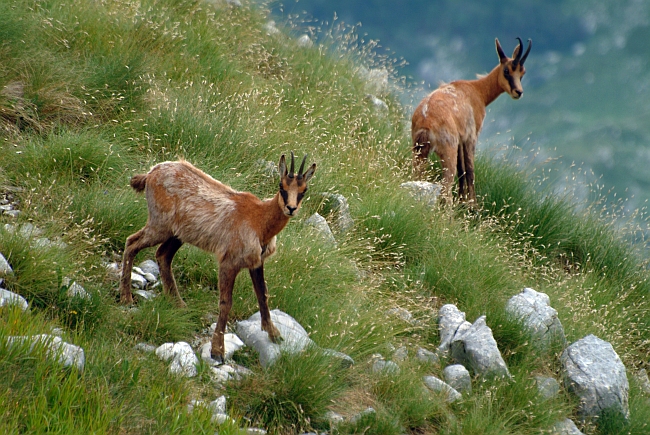 Camoscio d''Abruzzo Rupicapra pyrenaica ornata